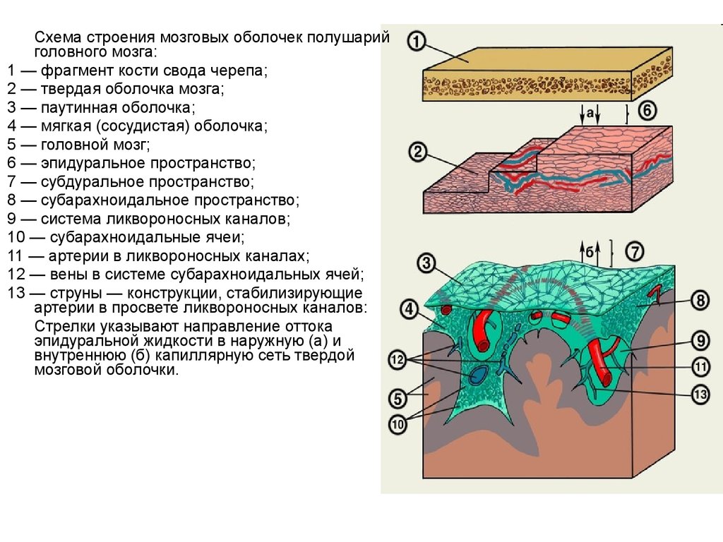 Оболочки головного мозга схема