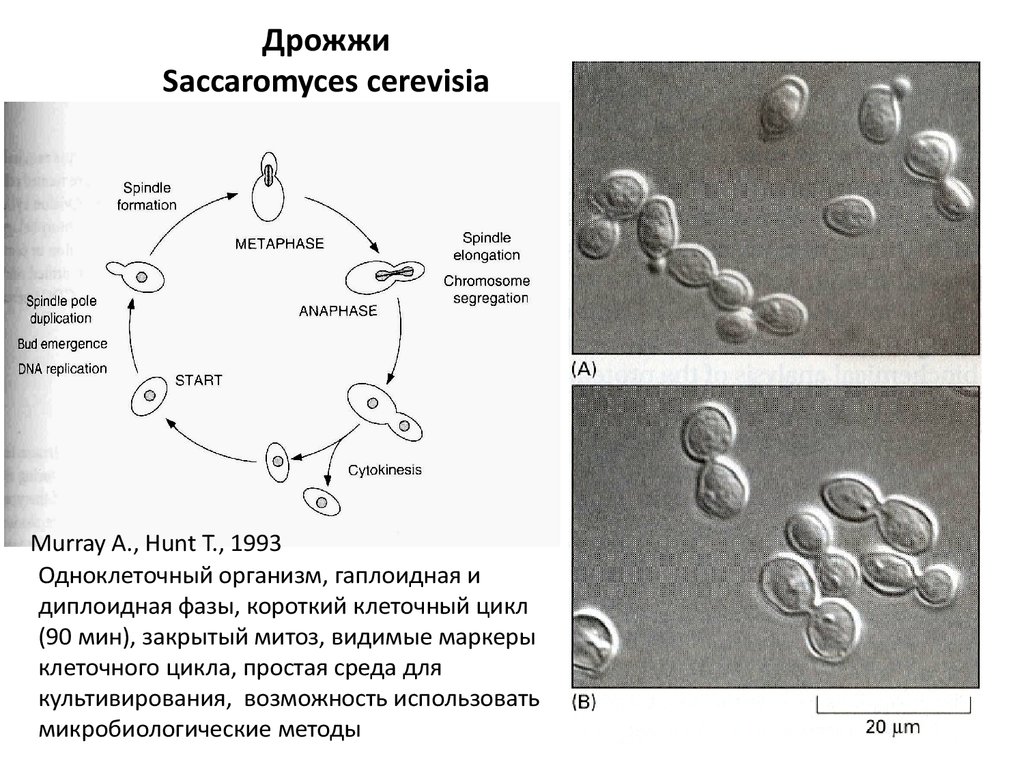 Дрожжи образование спор. Строение клетки дрожжи Saccharomyces cerevisiae. Жизненный цикл дрожжей сахаромицетов. Дрожжи Saccharomyces cerevisiae состав. Жизненный цикл Saccharomyces cerevisiae.