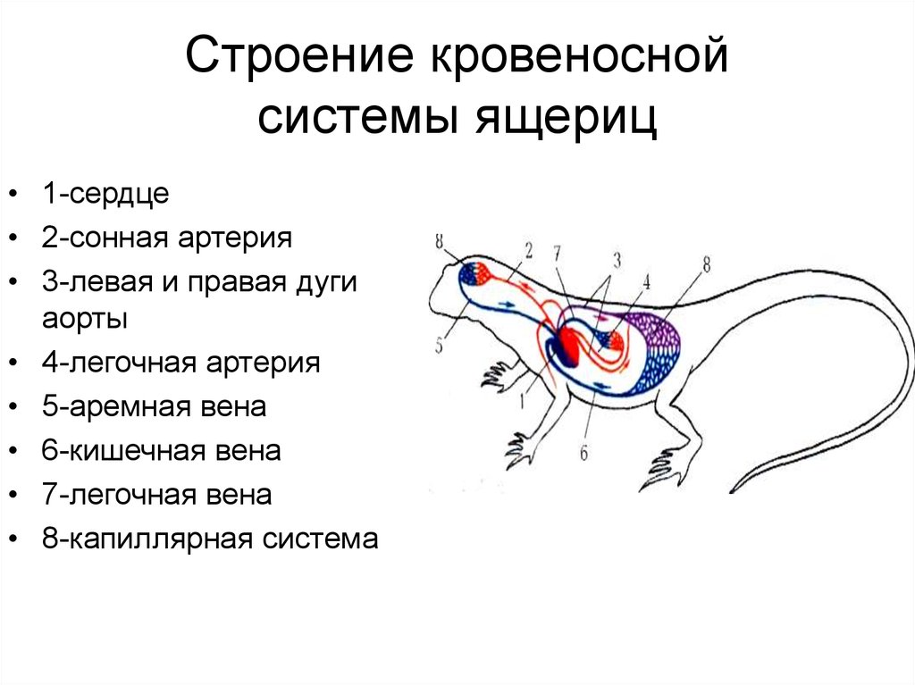 Схема кровеносной системы ящерицы