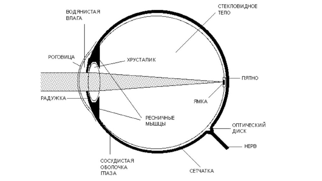 Поглощение световых лучей глазом. Воздействие лазерного излучения на глаза. Воздействие лазера на глаз. Влияние лазерного излучения на глаз. Влияние лазерного излучения на зрение.