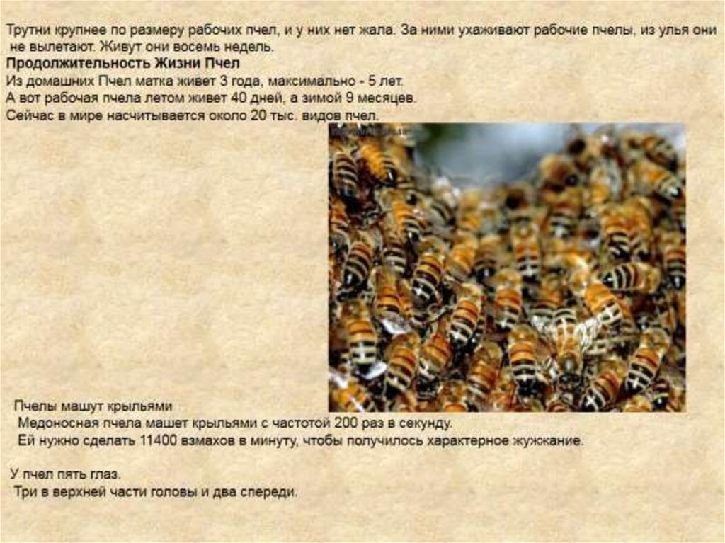 Сколько живет рабочая пчела. Продолжительность жизни матки пчелы. Сколько живет матка пчелы. Медоносная пчела матка трутень рабочая пчела. Срок жизни пчелы матки.