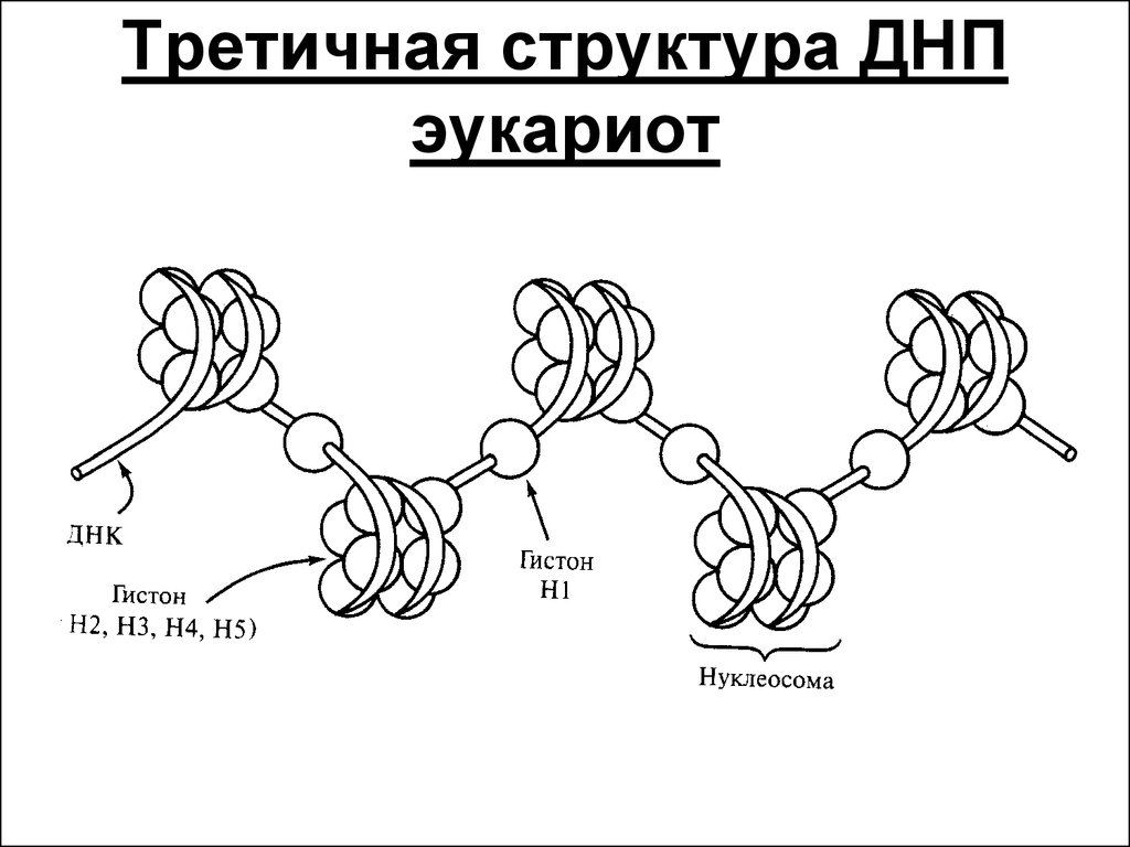 Белки гистоны у эукариот. Третичная структура ДНК. Организация хроматина у эукариот.. Третичная структура нуклеиновых кислот биохимия. Третичная структура нуклеиновых кислот схема. Первичная вторичная и третичная структура ДНК.