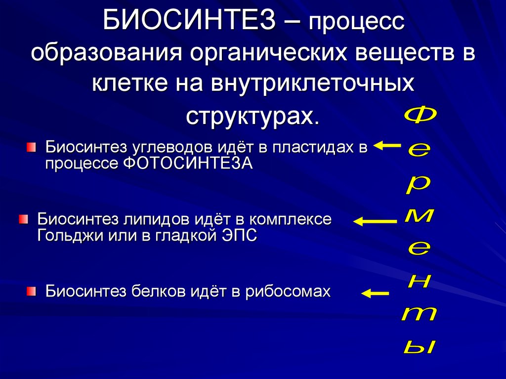 Пластический обмен биосинтез белков