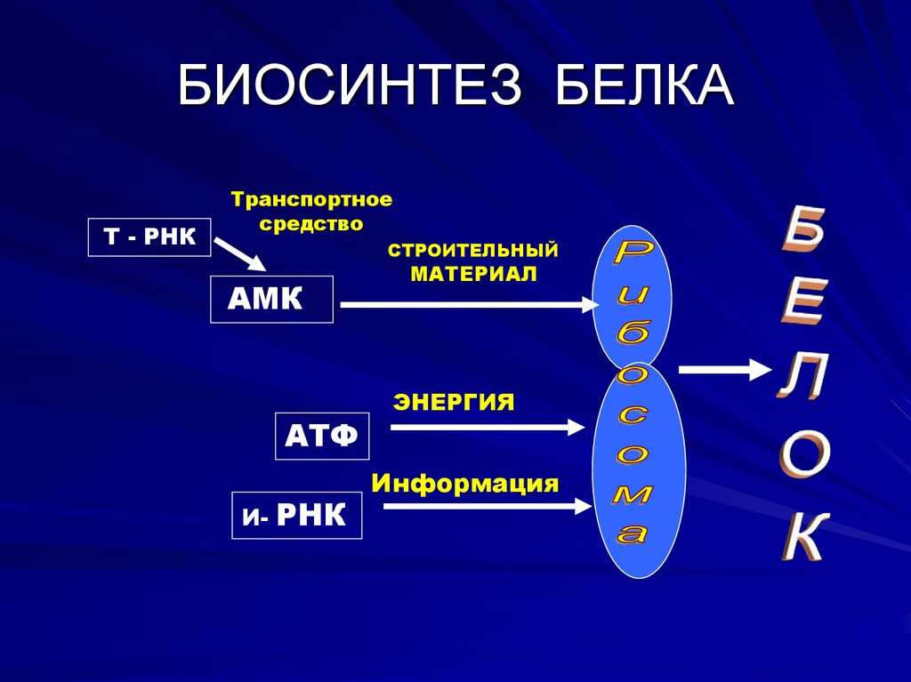 Биосинтез белка презентация 10 кл