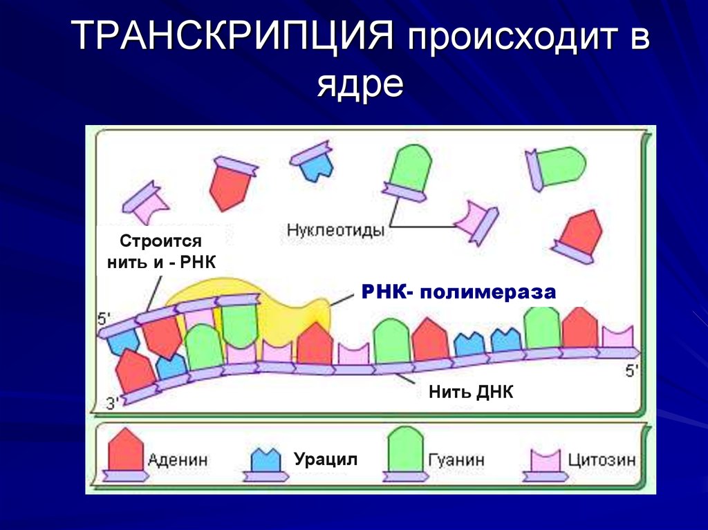 Картинки транскрипция биология