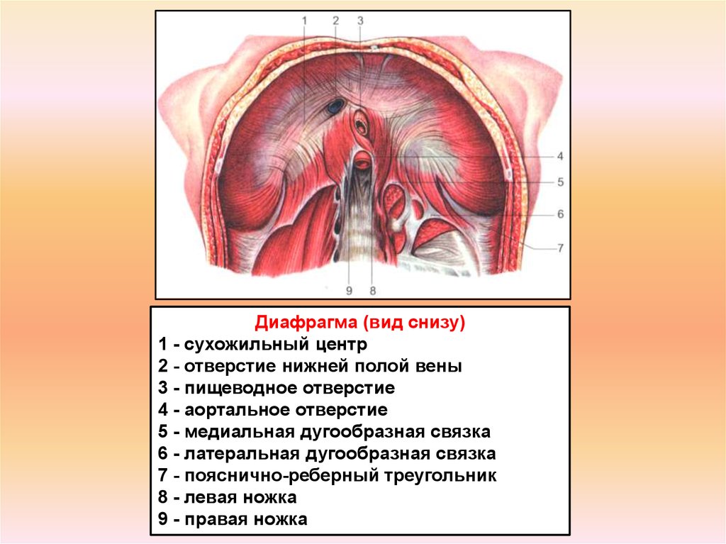 Снизу и на верхних. Диафрагма вид снизу анатомия. Диафрагма вид снизу со стороны брюшной полости. Грудобрюшная диафрагма анатомия.