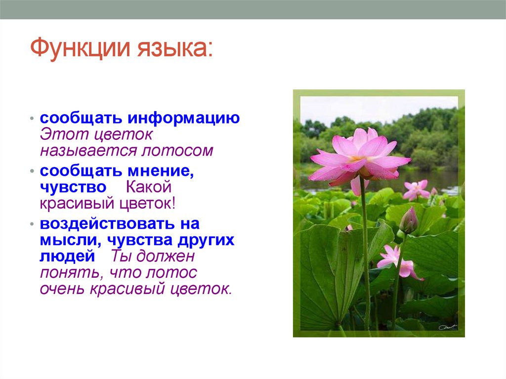 Сообщив информацию о том