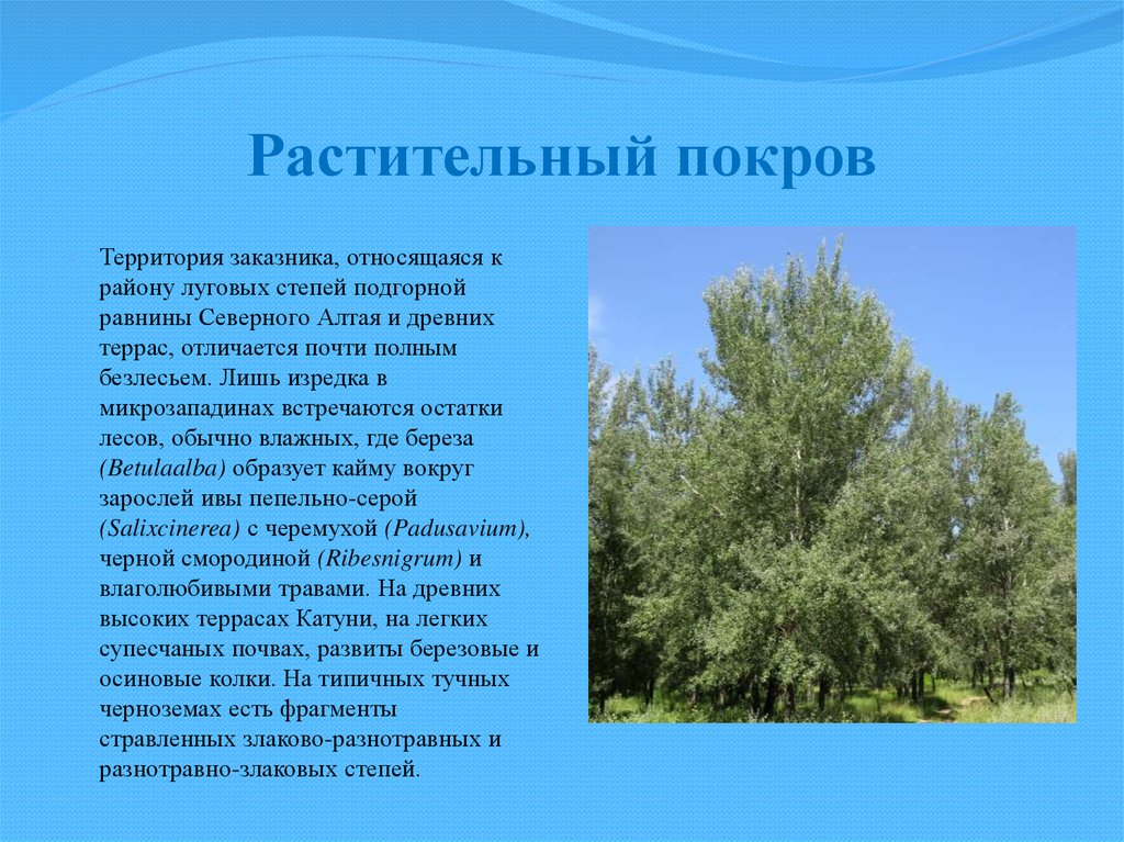 Растительный покров. Растительный Покров территории. Растительный Покров это кратко. Покровы растений.