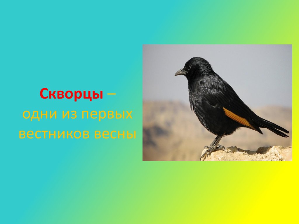 Скворцы 1. Птицы вестники весны. Первые вестники весны птицы. Скворцы вестники весны. Птицы нашей местности.