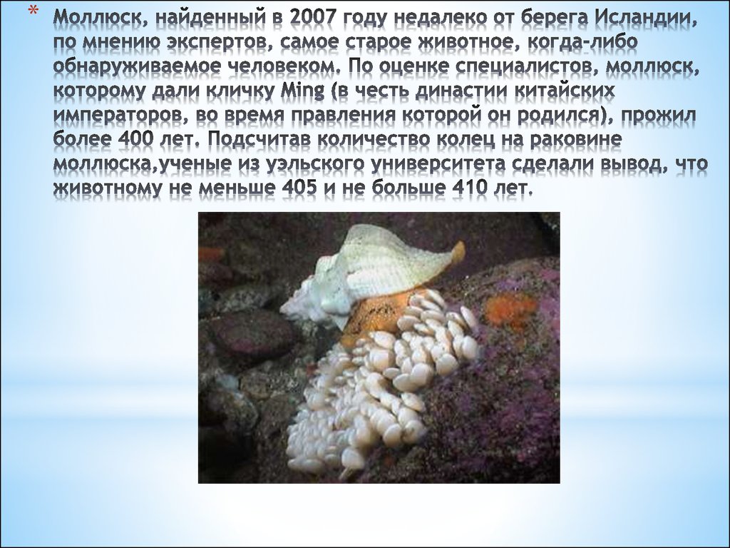 Жизнь моллюсков. Интересные факты о моллюсках. Рассказать о моллюсках. Занимательно о моллюсках. Сообщение о моллюсках.