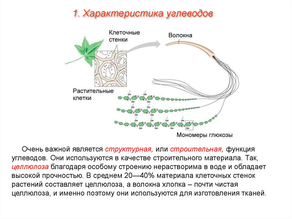 Углевод клеточной стенки. Функции целлюлозы в растительной клетке. Углеводы в клетках растений. Углевод клеточной стенки у растений. Укглевод растителньйцо коетьки.