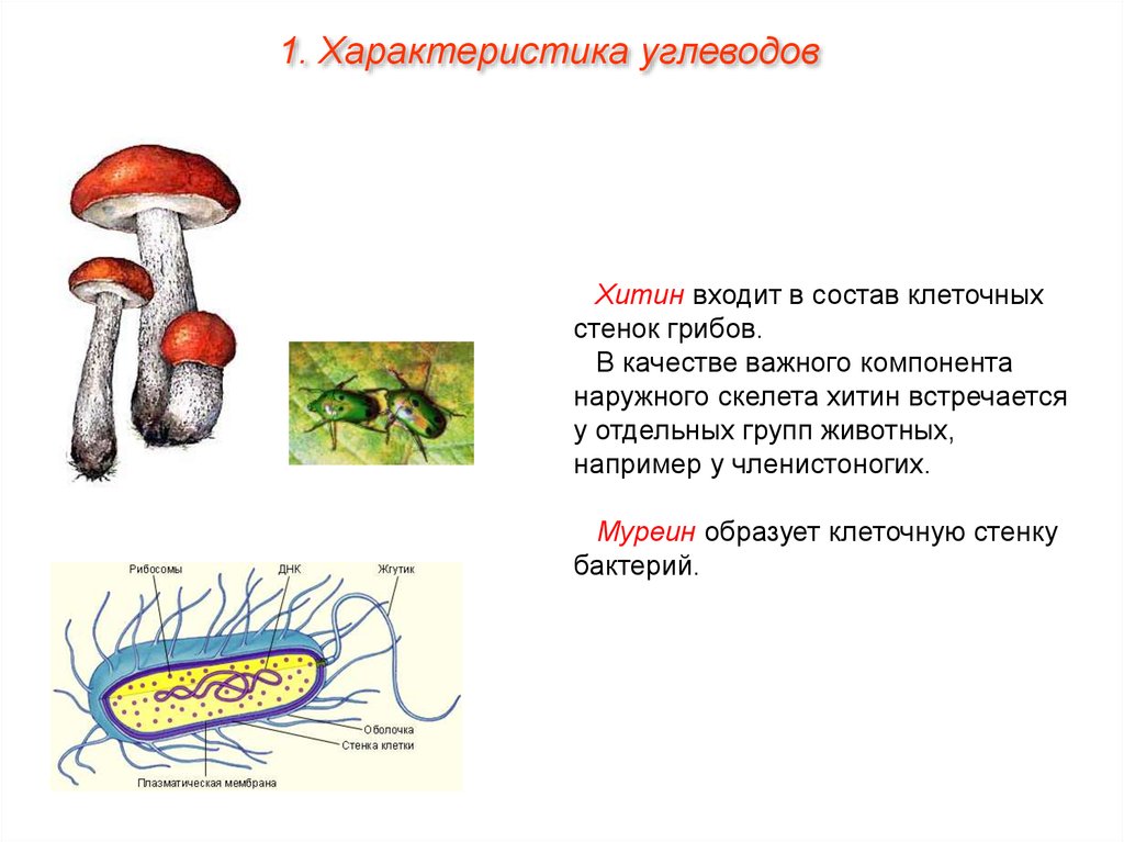 Признаки грибов наличие клеточной стенки
