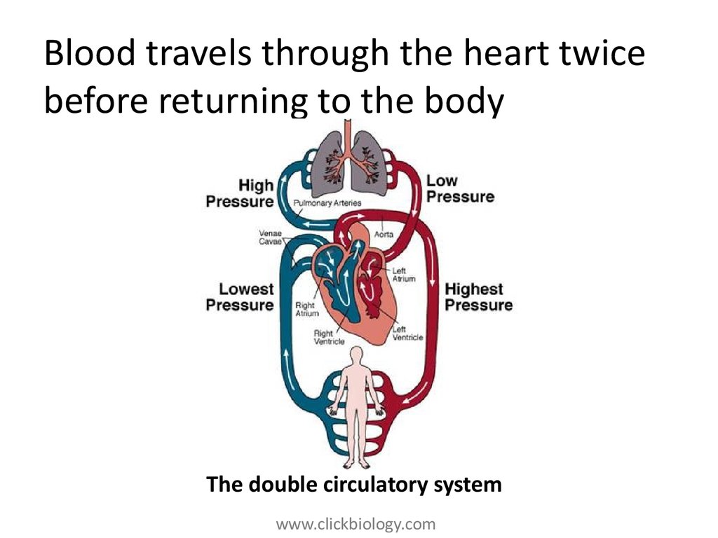 Heart structure and function - online presentation