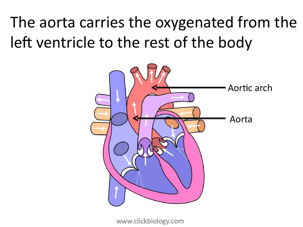 Heart structure and function - online presentation