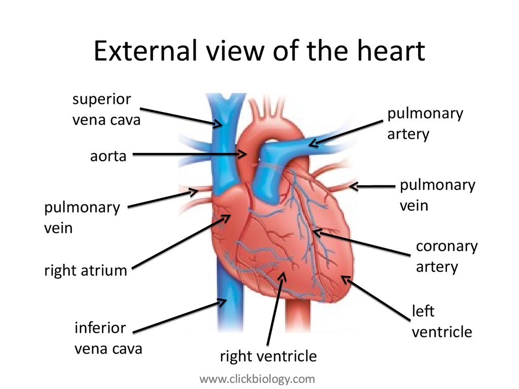 Heart structure and function - презентация онлайн