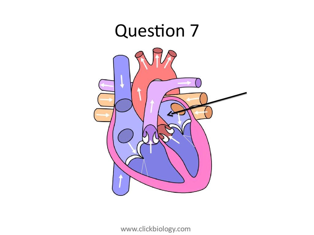 Heart structure and function - online presentation