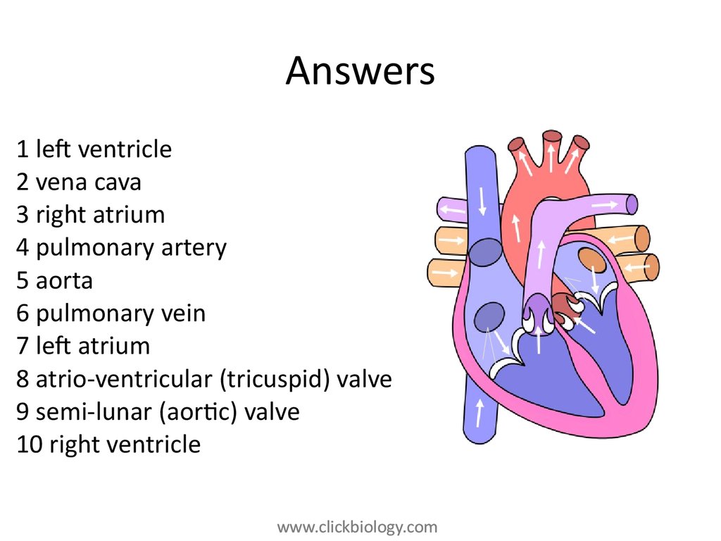 Heart structure and function - презентация онлайн