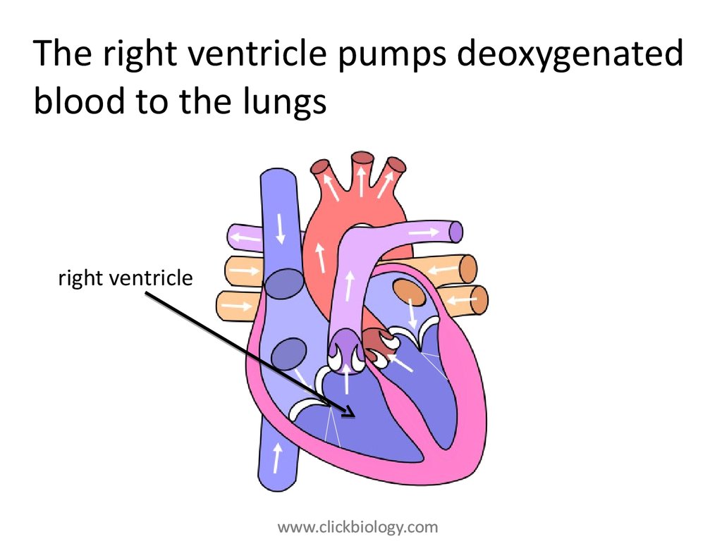 Heart structure and function - презентация онлайн