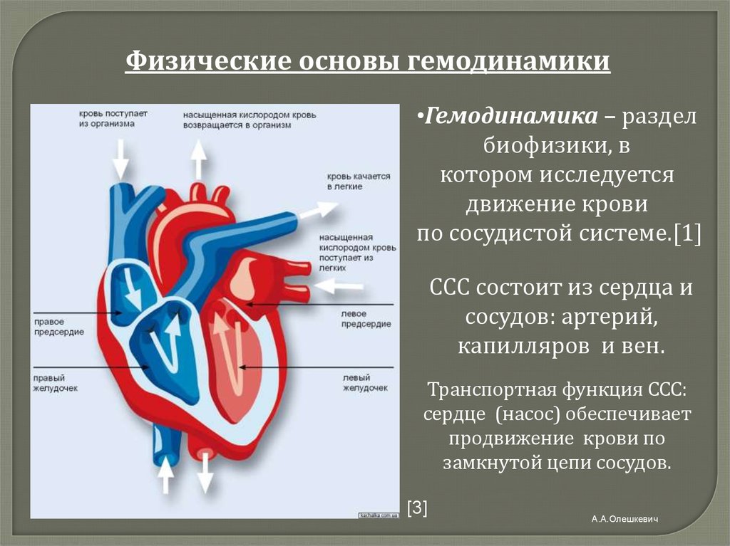 Из желудочков кровь выходит. Основы гемодинамики. Физические основы гемодинамики. Движение крови в сердце. Гемодинамика презентация.