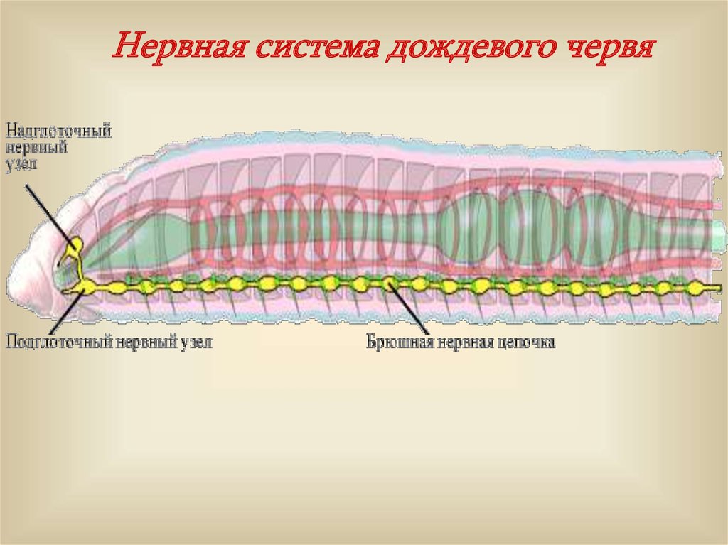 Внутреннее строение кольчатых. Нервная система дождевого червя. Нервная система кольчатых червей. Кольчатые черви строение нервной системы. Нервная система дождевого червя представлена.