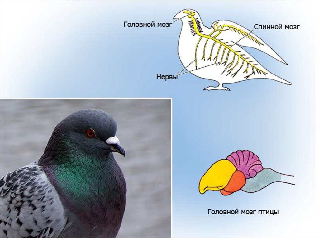 Головной мозг птиц. На каком рисунке изображён головной мозг птиц?. Головной мозг птиц фото.