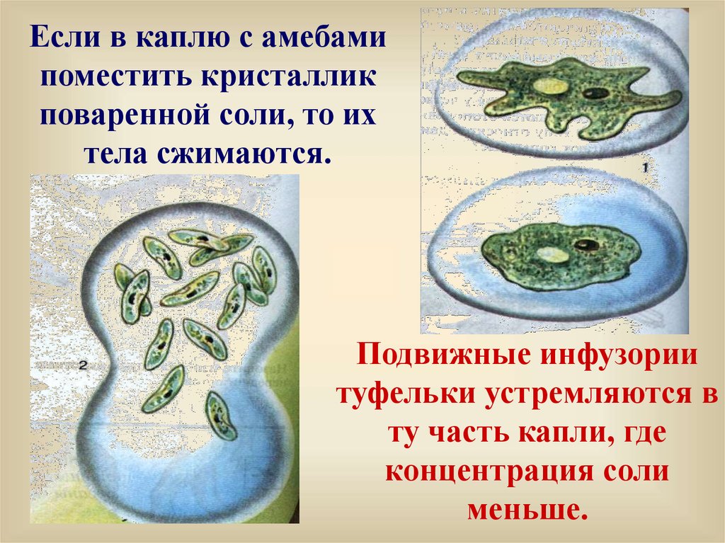 Хемотаксис инфузории туфельки