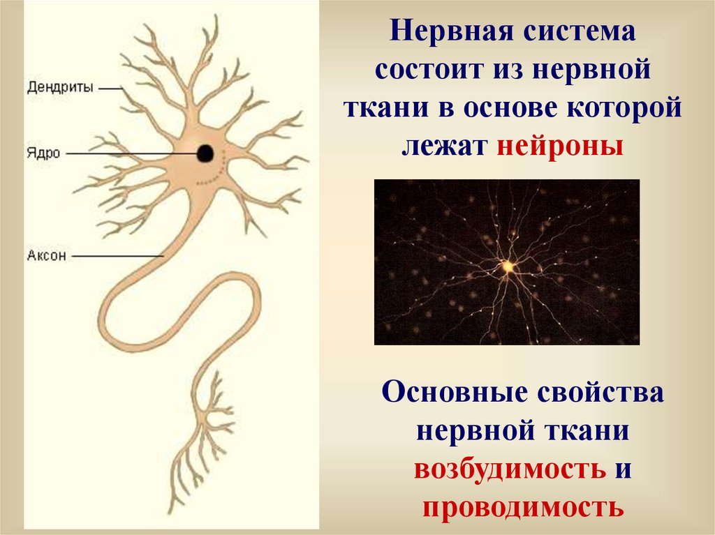Нервная ткань состоит из собственно нервных клеток. Нервная ткань. Нервная ткань состоит из. Основные клетки нервной ткани. Мерная ткань состоит из.
