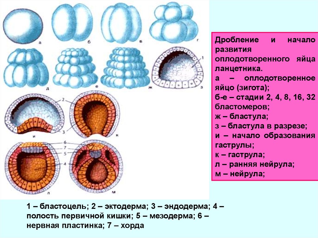 Схема эмбриогенеза ланцетника название какой его стадии. Эмбриогенез бластула гаструла нейрула. Бластомеры в бластуле. Бластомеры бластула бластоциста. Гаструла бластула нейрула эктодерма мезодерма энтодерма.