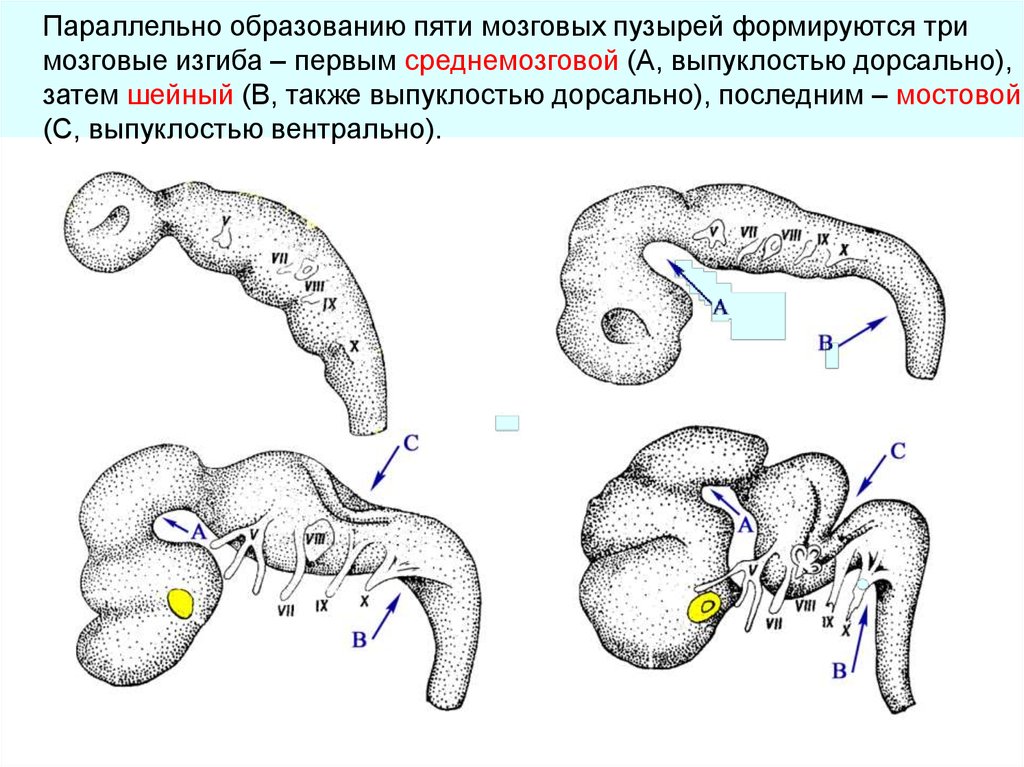 Схема развития головного мозга