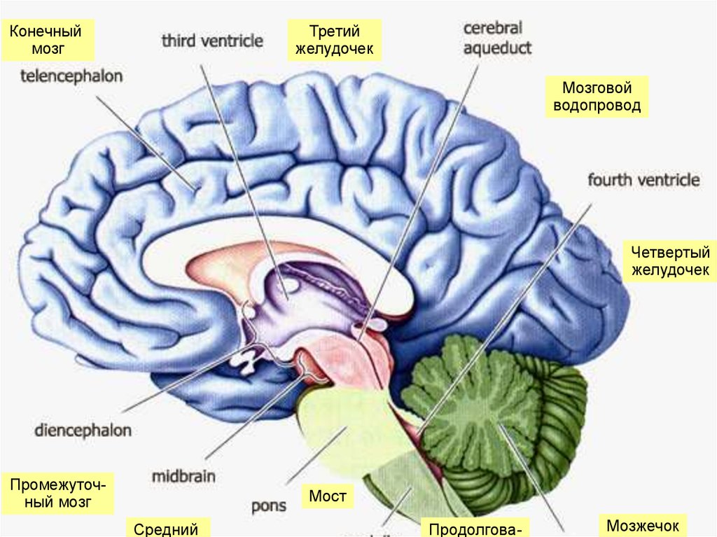 Конечный ч. Головной мозг СИЛЬВИЕВ водопровод. 3 Желудочек головного мозга анатомия. Третий желудочек головного мозга располагается. Третий желудочек промежуточного мозга.