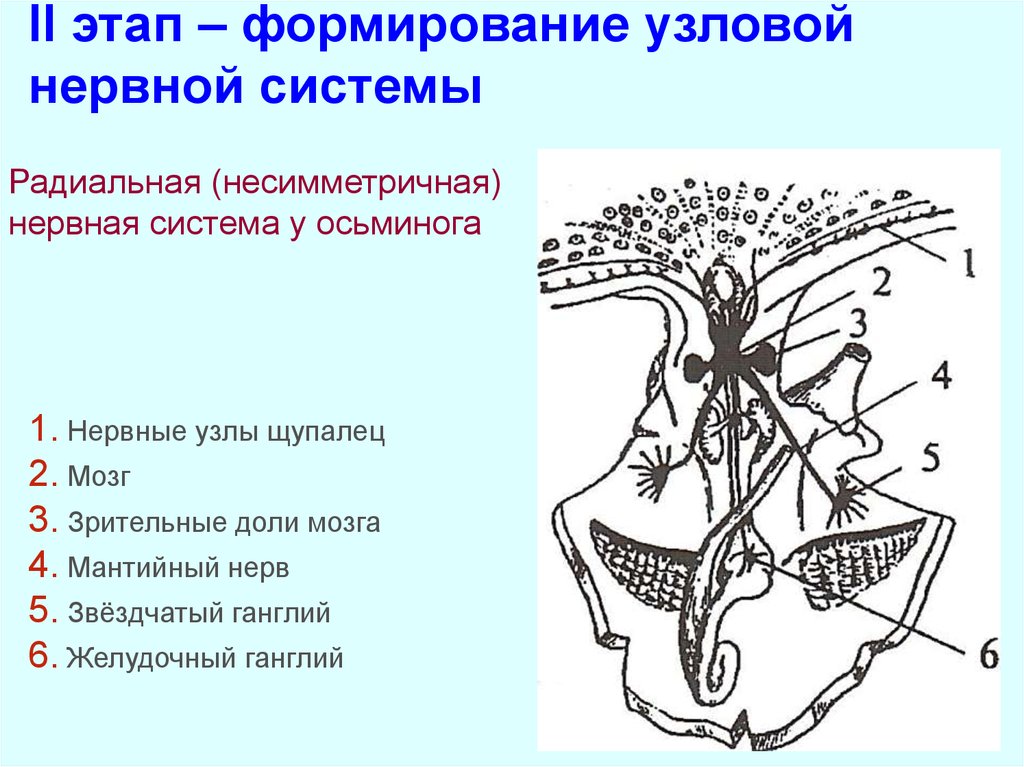 Узловая нервная система. Узловая нервная система строение. Этап – формирование Узловой нервной системы. Узловая нервная система схема. Узловая нервная система структура.