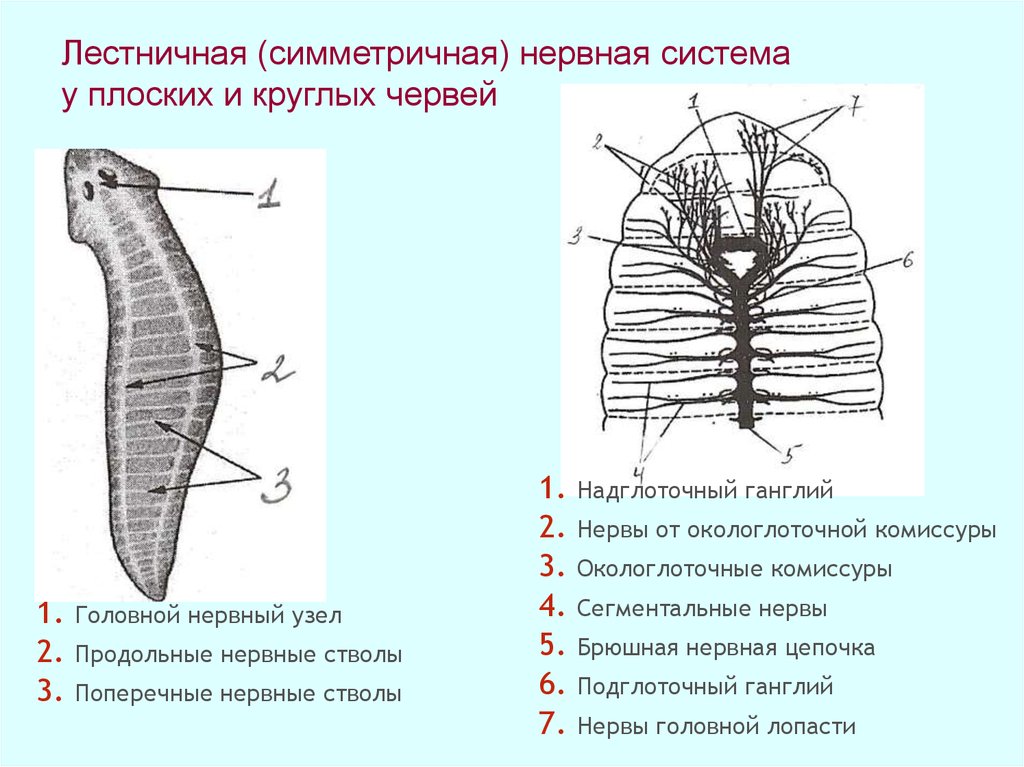 Нервная система плоских червей тип