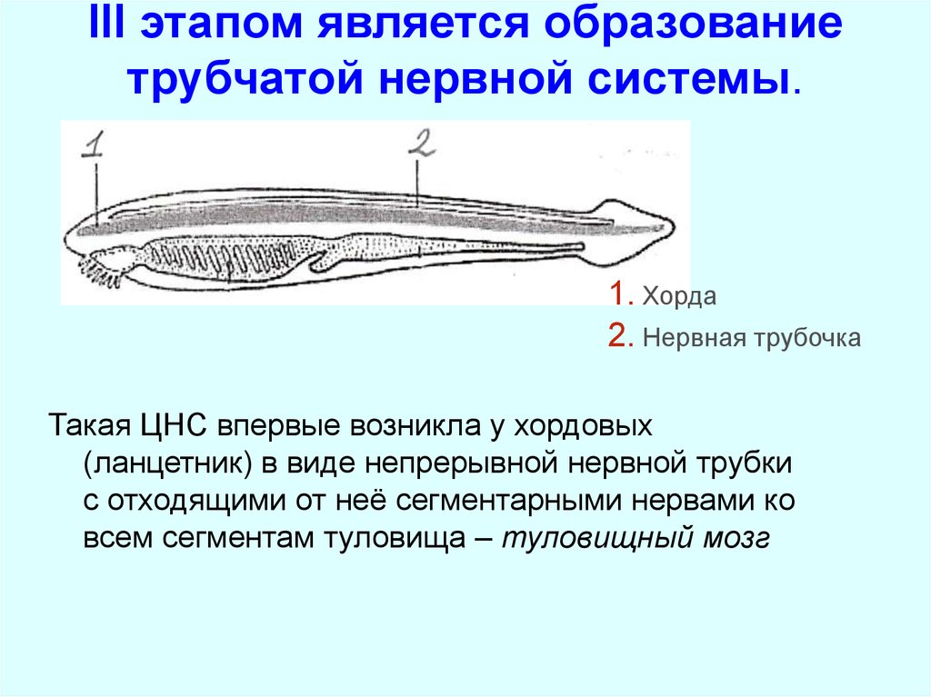 У ланцетника нервная трубка располагается. Невроцель ланцетника. Трубчатая нервная система. Нервная система ланцетника.