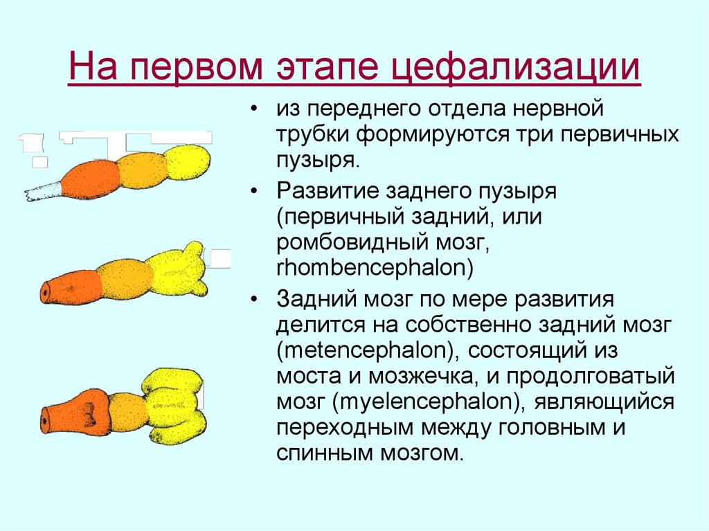 Пороки развития нервной системы