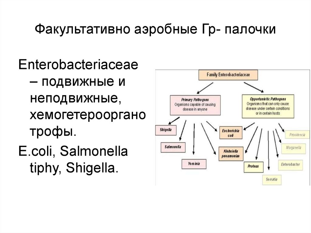 Факультативно аэробные Гр- палочки
