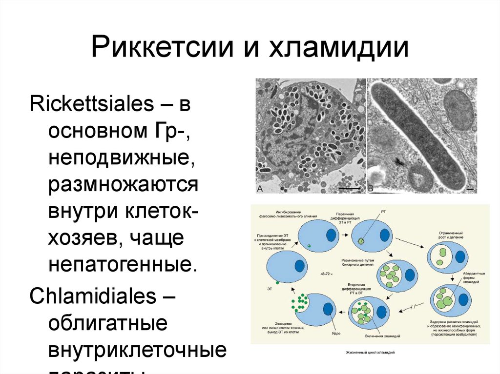 Особенности хламидий. Микоплазмы микробиология морфология. Риккетсии хламидии микоплазмы микробиология. Строение риккетсий микробиология. Хламидии строение клетки.