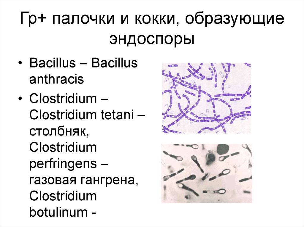 Гр палочки. Грамотрицательные кокки и палочки. Грамположительные палочки и кокки. Эндоспоры образуют палочки и кокки. Эндоспоры образуют грамположительные кокки.