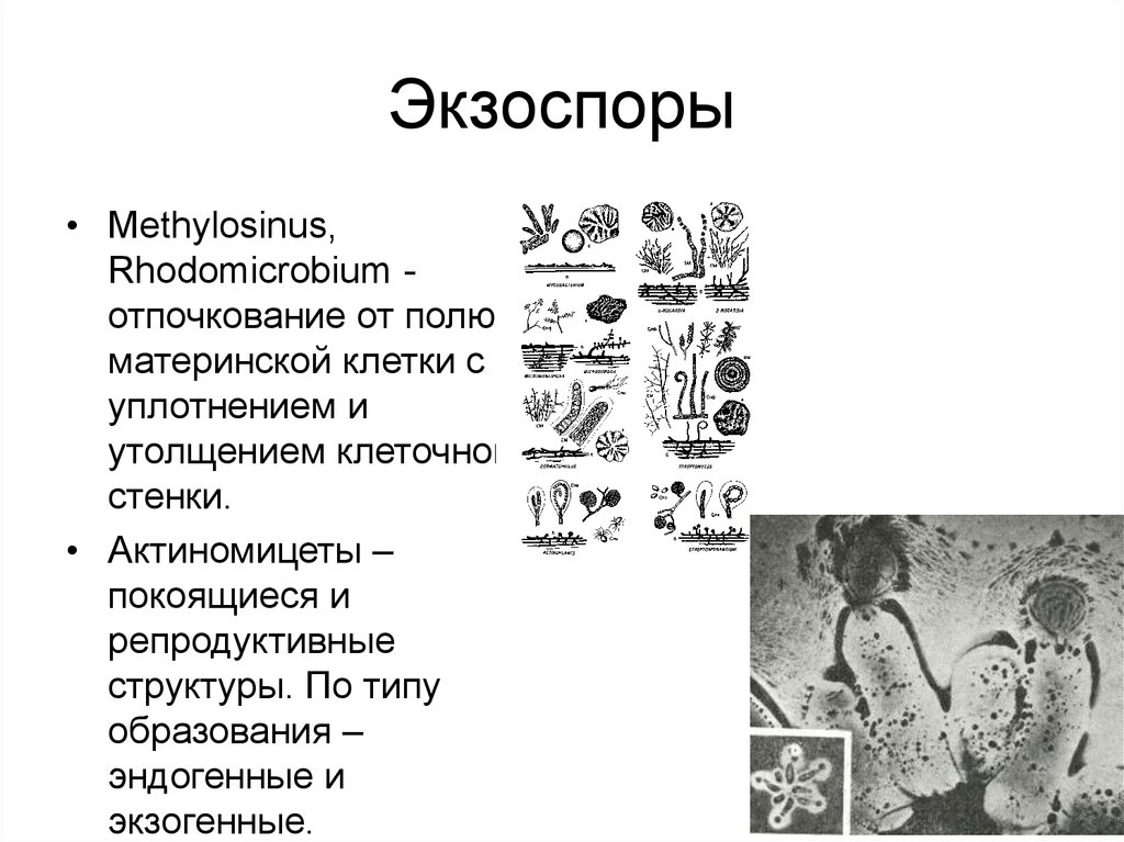 1 2 стадия
