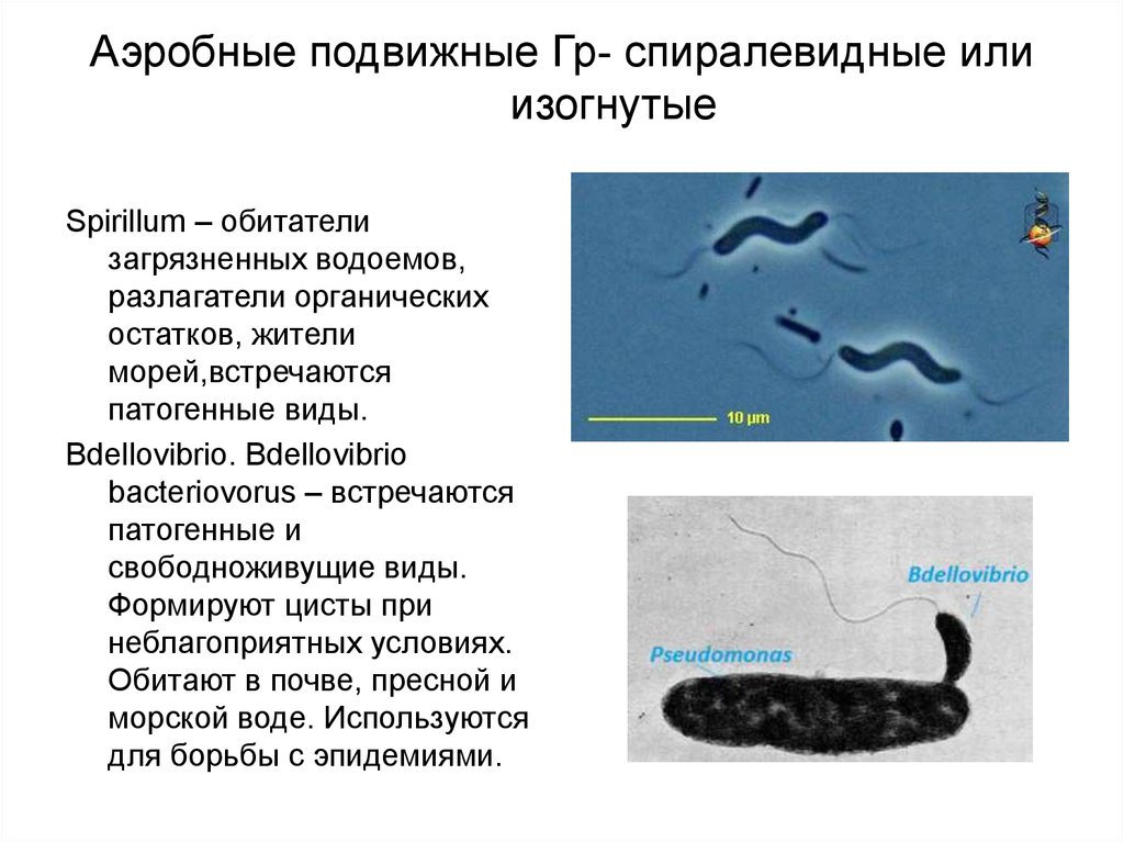 Аэробные подвижные Гр- спиралевидные или изогнутые