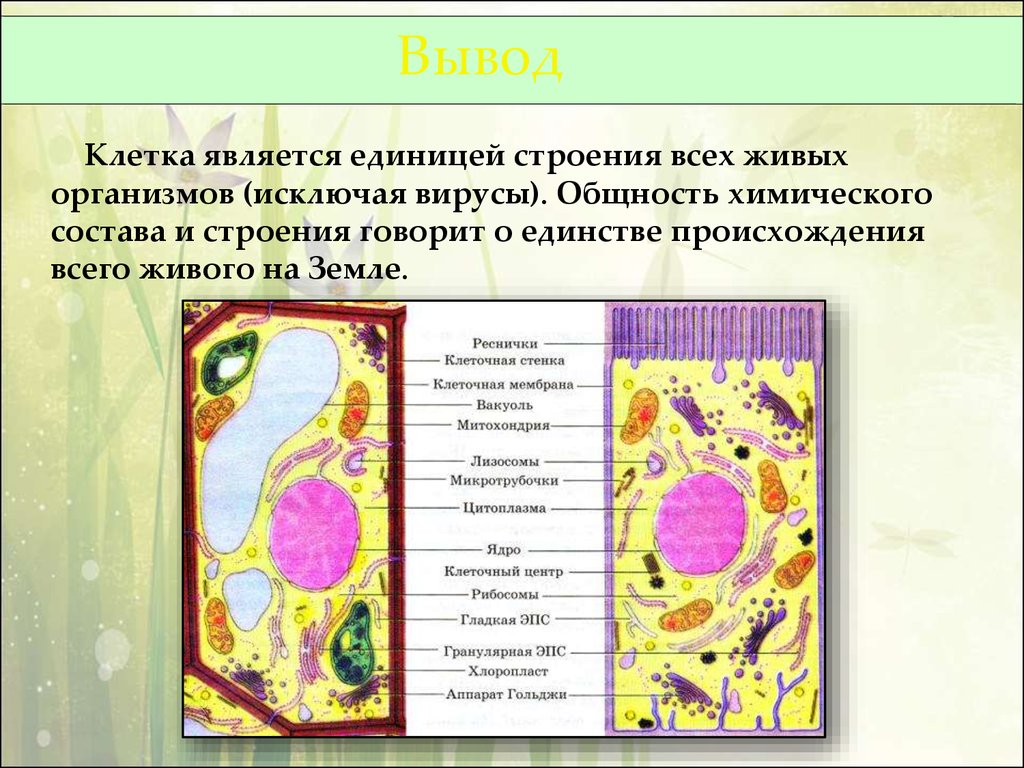 Какое значение клетки. Теория клеточного строения живых организмов. Теории клеточного строения всех организмов. Клеточная теория строение клетки. Изучение живой клетки.