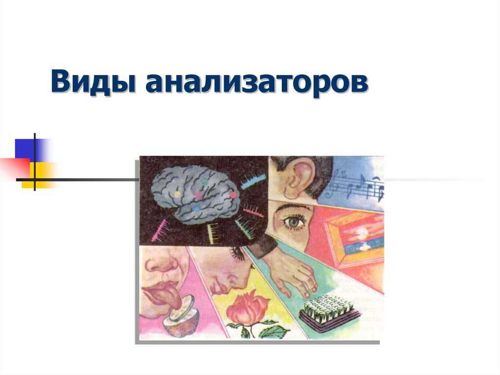 Анализаторы человека. Виды анализаторов. Анализаторы виды анализаторов. Виды анализаторов 8 класс биология. Виды анализаторов картинки.