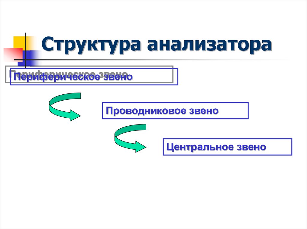 Структура анализатора. Схема состав анализатора. Структура анализатора схема. Что входит в состав анализаторов. Периферическое звено проводниковое звено центральное звено.