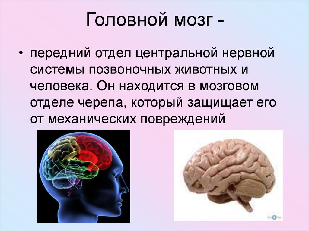 Роль мозга в организме. Важность головного мозга. Роль головного мозга в организме человека. Значение головного мозга.
