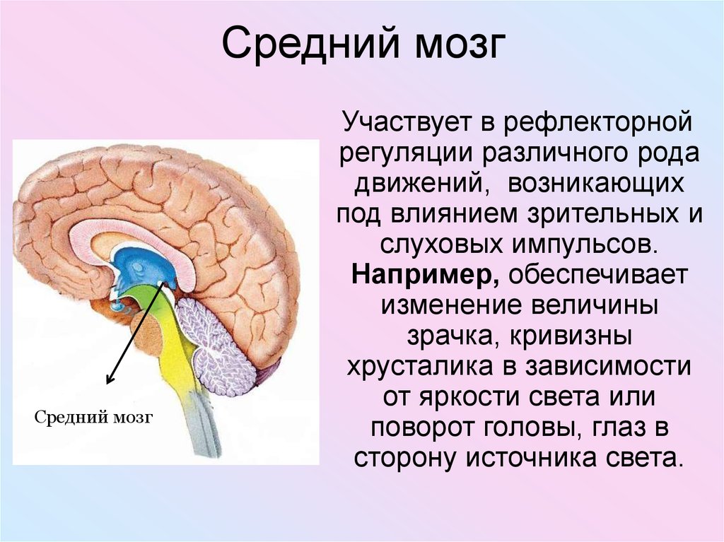 Функции структур среднего мозга. Средний мозг функции. Структуры входящие в средний мозг. Функции среднего мозга анатомия. Перечислите функции среднего мозга.