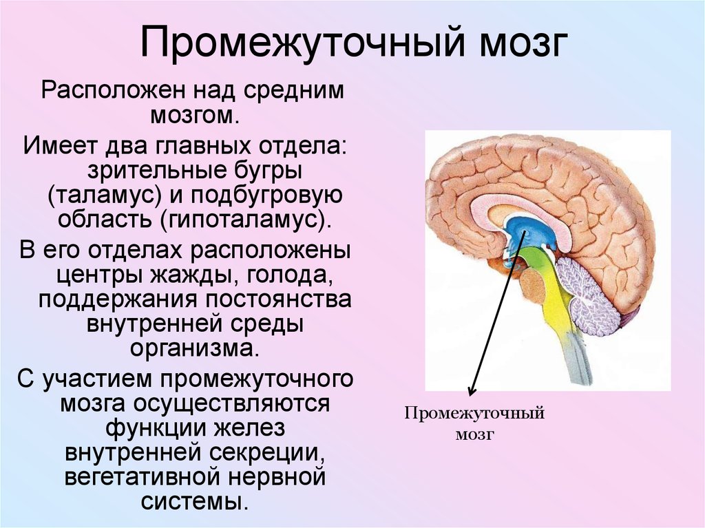 Что такое таламус. Структуры отделов и функции промежуточного мозга. Промежуточный мозг строение и функции. Промежуточный мозг расположение строение функции. Строение промежуточногомощга.