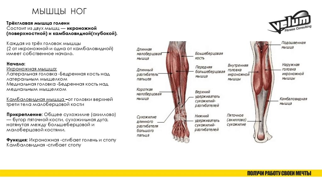Мышцы нижних конечностей стопы. Мышцы голени и их функции. Трехглавая мышца голени прикрепление. Мышцы голени функции анатомия. Функция большеберцовой мышцы ноги.