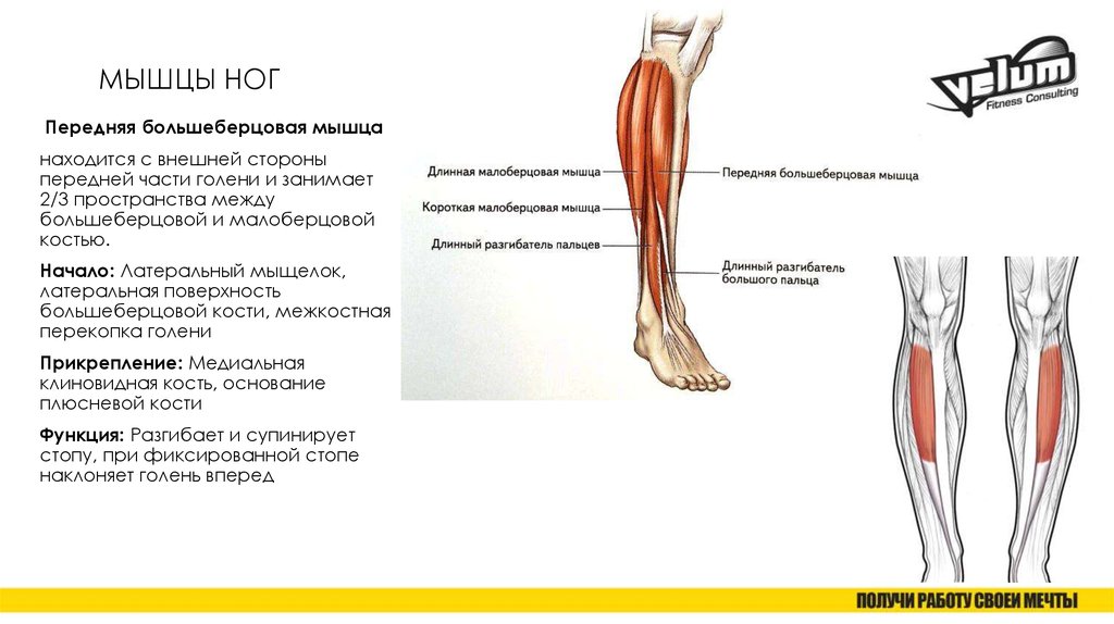 Какие мышцы на ногах. Функция передней большеберцовой мышцы голени. Мышцы голени задняя группа таблица. Передняя большеберцовая мышца функции и расположение. Передняя большеберцовая мышца начало и прикрепление функции.