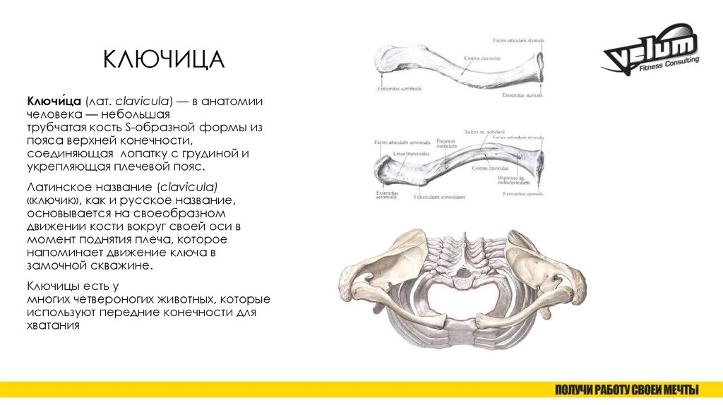 Ключица на латыни. Строение правой ключицы. Ключица у человека анатомия строение и функции. Ключица описание кости. Левая ключица анатомия.