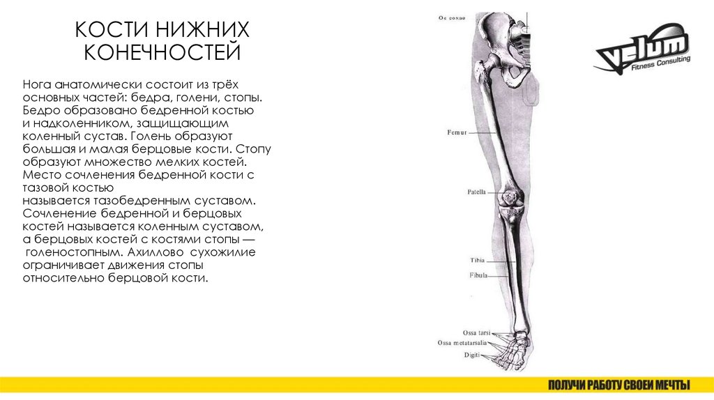 Соединение кости нижней конечности