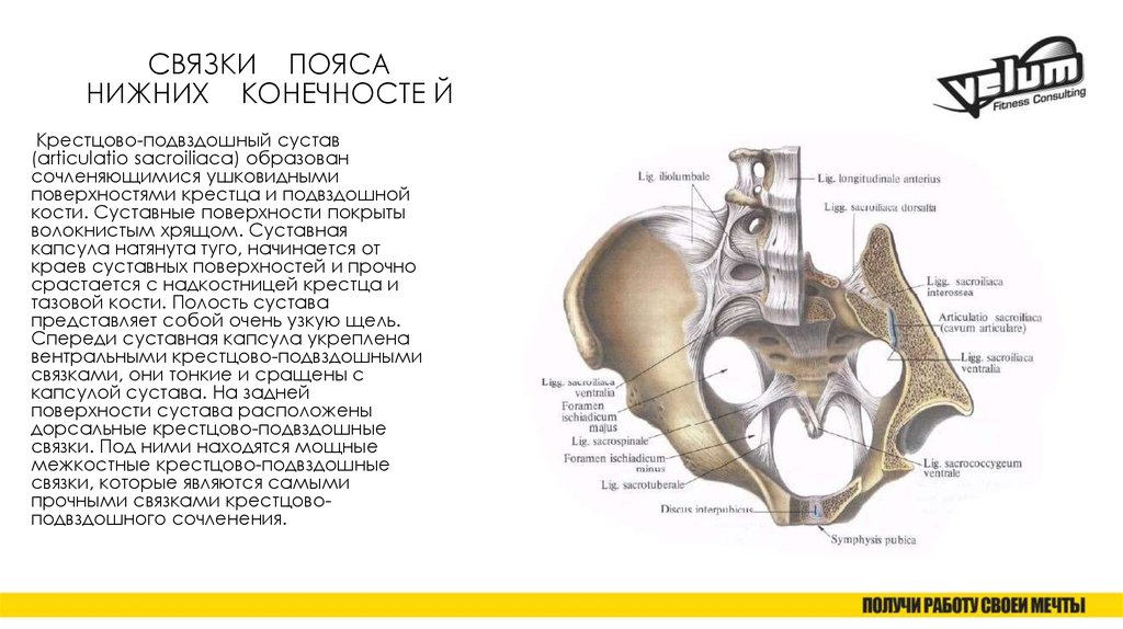 Крестцовая связка. Крестцово-подвздошный сустав (Art. Sacroiliaca) образуется. Суставная щель крестцово подвздошных суставов. Крестцово тазовая поверхность подвздошной кости. Форма суставных поверхностей крестцово-подвздошного сустава.